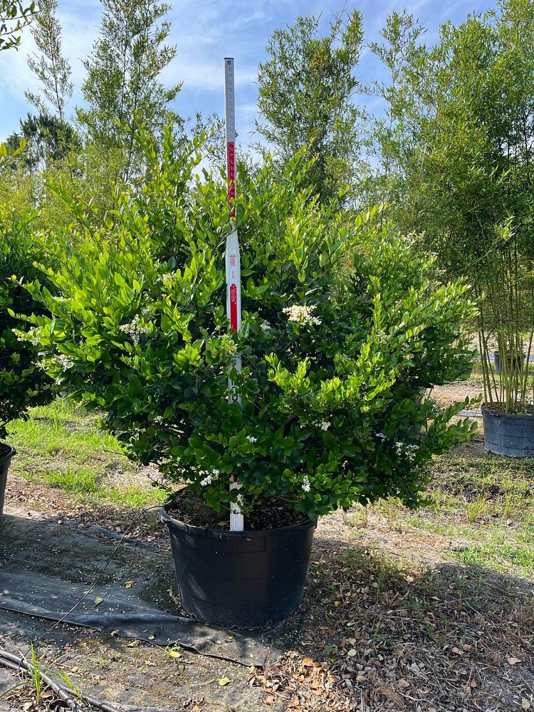 ligustrum-japonicum-japanese-privet-wax-leaf-ligustrum