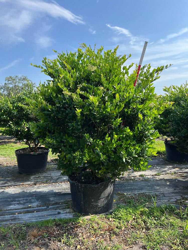 ligustrum-japonicum-japanese-privet-wax-leaf-ligustrum
