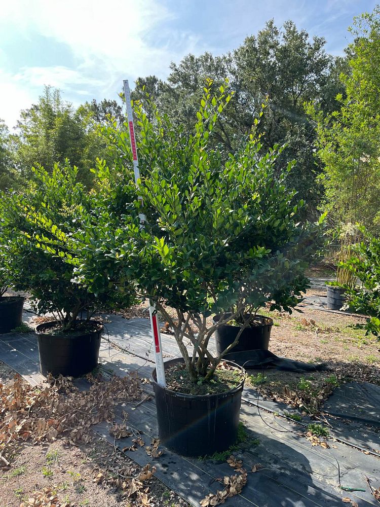 ligustrum-japonicum-japanese-privet-wax-leaf-ligustrum