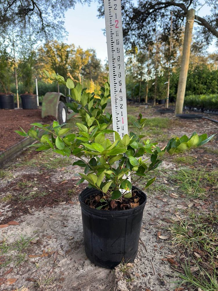 ligustrum-japonicum-japanese-privet-wax-leaf-ligustrum