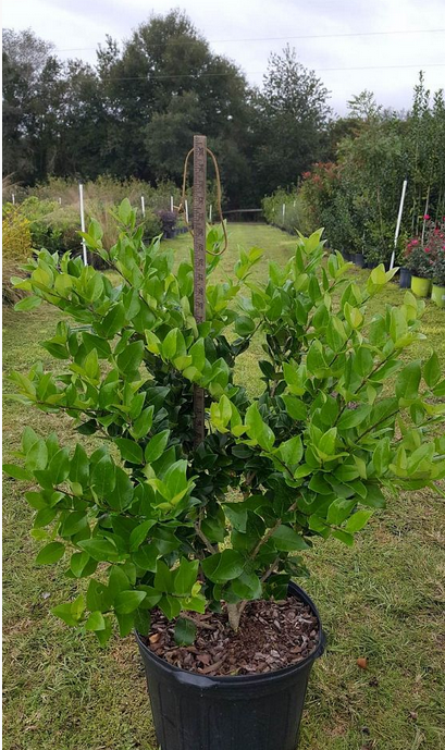 ligustrum-japonicum-japanese-privet-wax-leaf-ligustrum