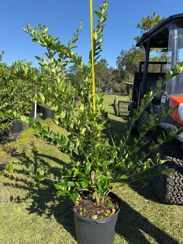 ligustrum-japonicum-japanese-privet-wax-leaf-ligustrum