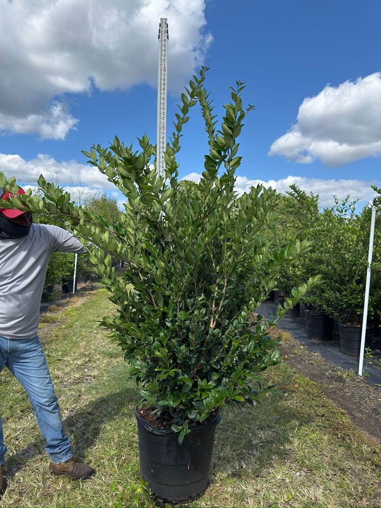 ligustrum-japonicum-japanese-privet-wax-leaf-ligustrum