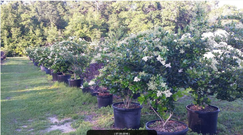 ligustrum-japonicum-japanese-privet-wax-leaf-ligustrum