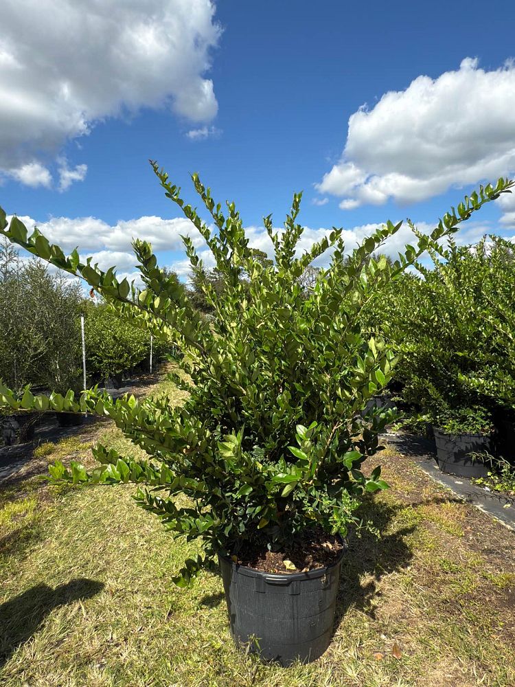 ligustrum-japonicum-japanese-privet-wax-leaf-ligustrum