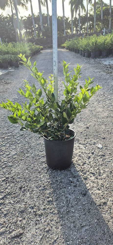 ligustrum-japonicum-japanese-privet-wax-leaf-ligustrum