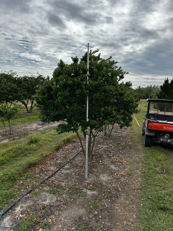 ligustrum-japonicum-japanese-privet-wax-leaf-ligustrum