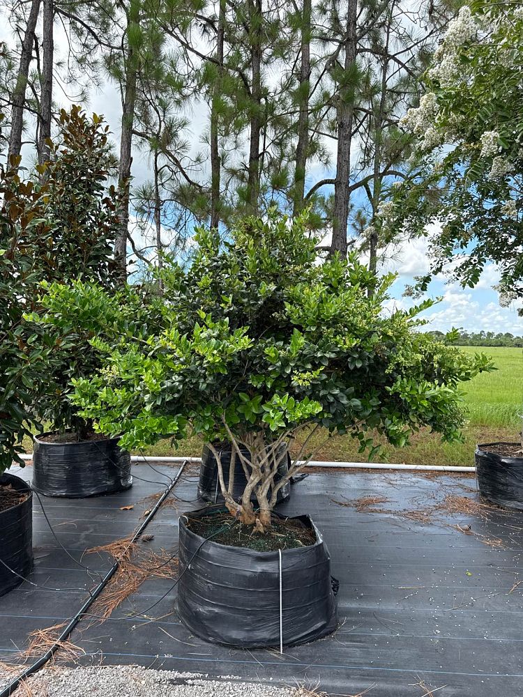 ligustrum-japonicum-japanese-privet-wax-leaf-ligustrum