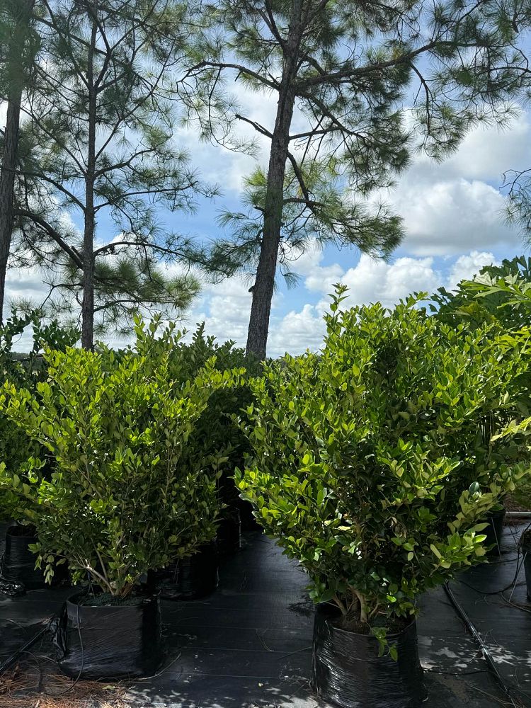 ligustrum-japonicum-japanese-privet-wax-leaf-ligustrum