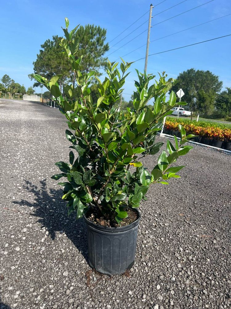 ligustrum-japonicum-japanese-privet-wax-leaf-ligustrum