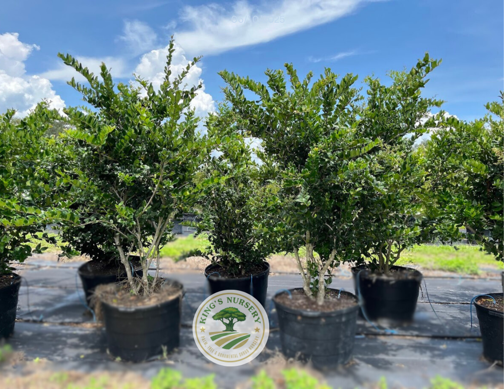 ligustrum-japonicum-japanese-privet-wax-leaf-ligustrum