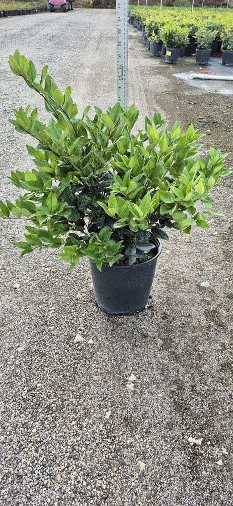 ligustrum-japonicum-japanese-privet-wax-leaf-ligustrum