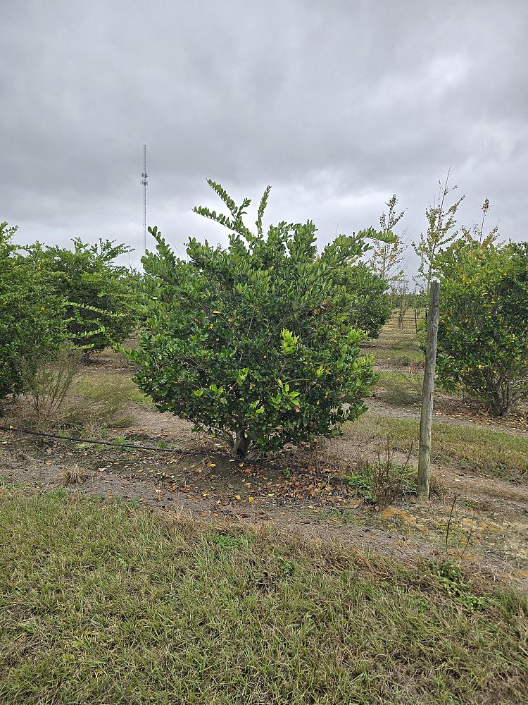 ligustrum-japonicum-japanese-privet-wax-leaf-ligustrum