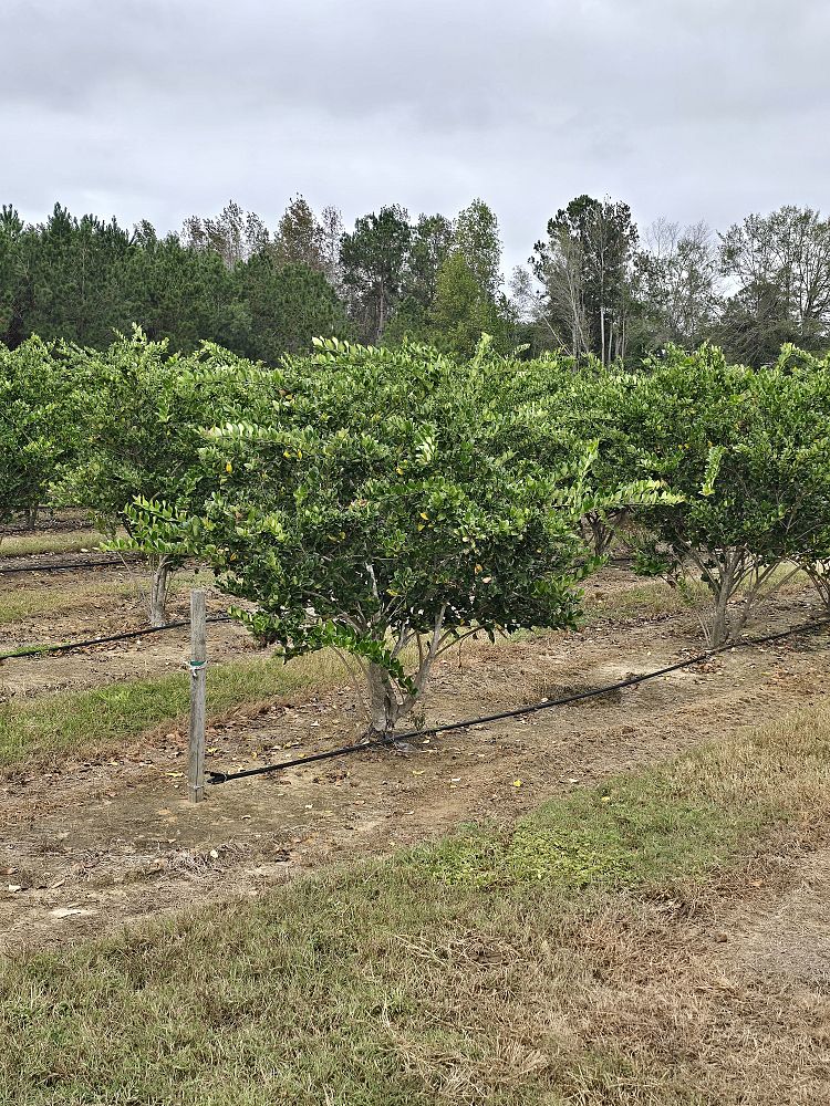 ligustrum-japonicum-japanese-privet-wax-leaf-ligustrum