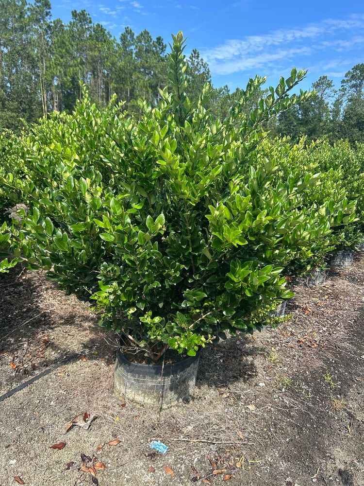 ligustrum-japonicum-japanese-privet-wax-leaf-ligustrum