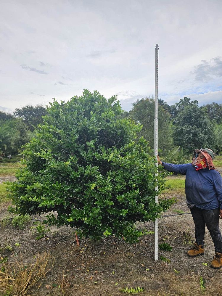 ligustrum-japonicum-japanese-privet-wax-leaf-ligustrum