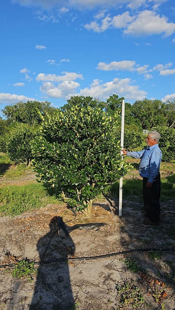 ligustrum-japonicum-japanese-privet-wax-leaf-ligustrum