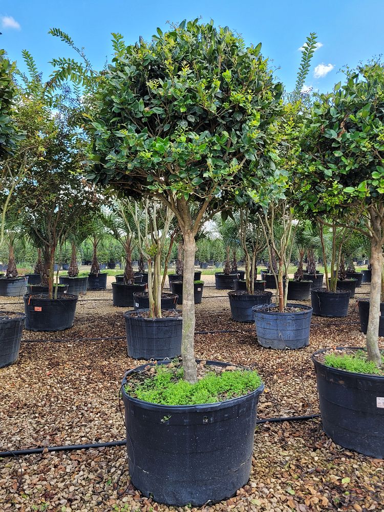 ligustrum-japonicum-japanese-privet-wax-leaf-ligustrum