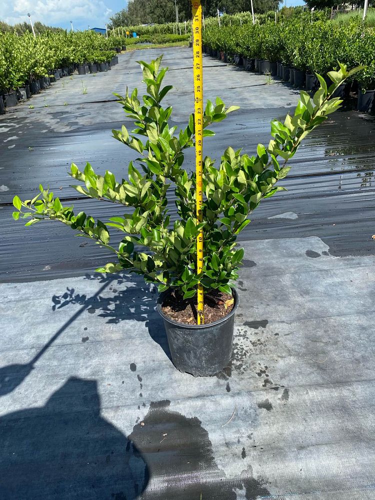 ligustrum-japonicum-japanese-privet-wax-leaf-ligustrum