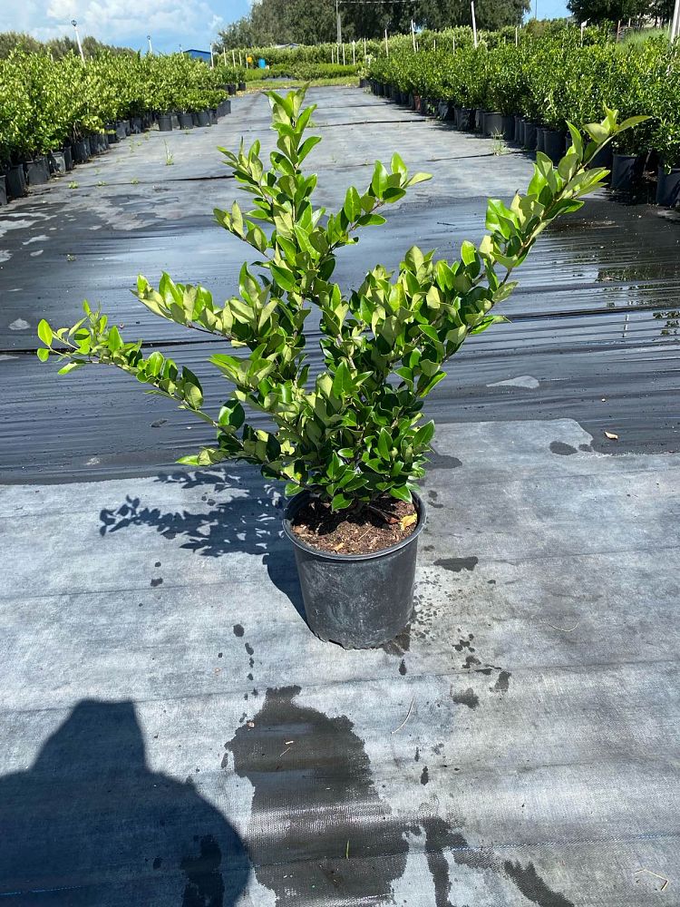 ligustrum-japonicum-japanese-privet-wax-leaf-ligustrum