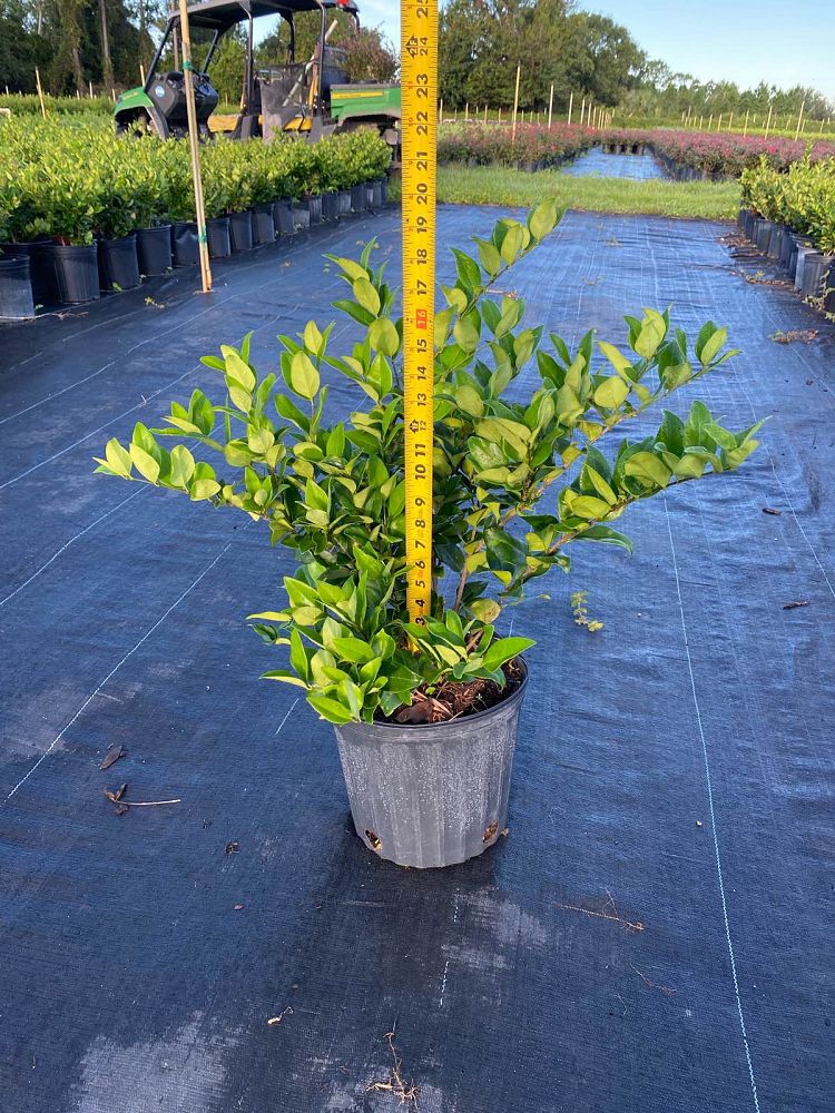 ligustrum-japonicum-japanese-privet-wax-leaf-ligustrum