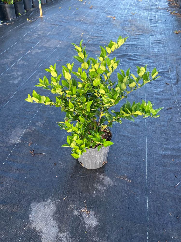 ligustrum-japonicum-japanese-privet-wax-leaf-ligustrum