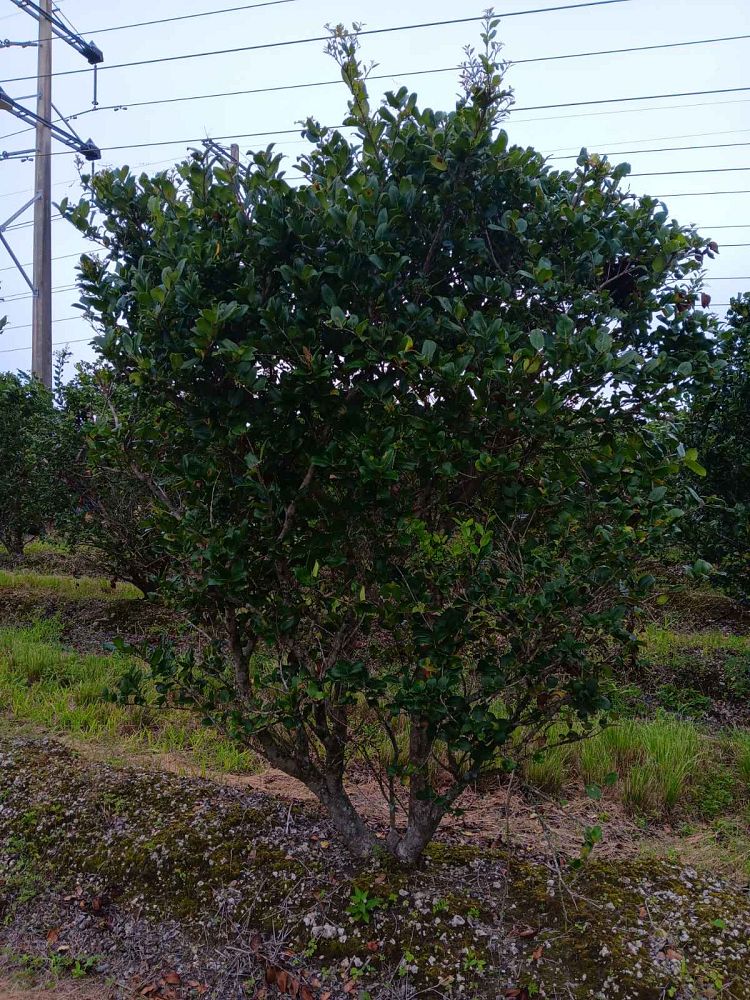 ligustrum-japonicum-japanese-privet-wax-leaf-ligustrum