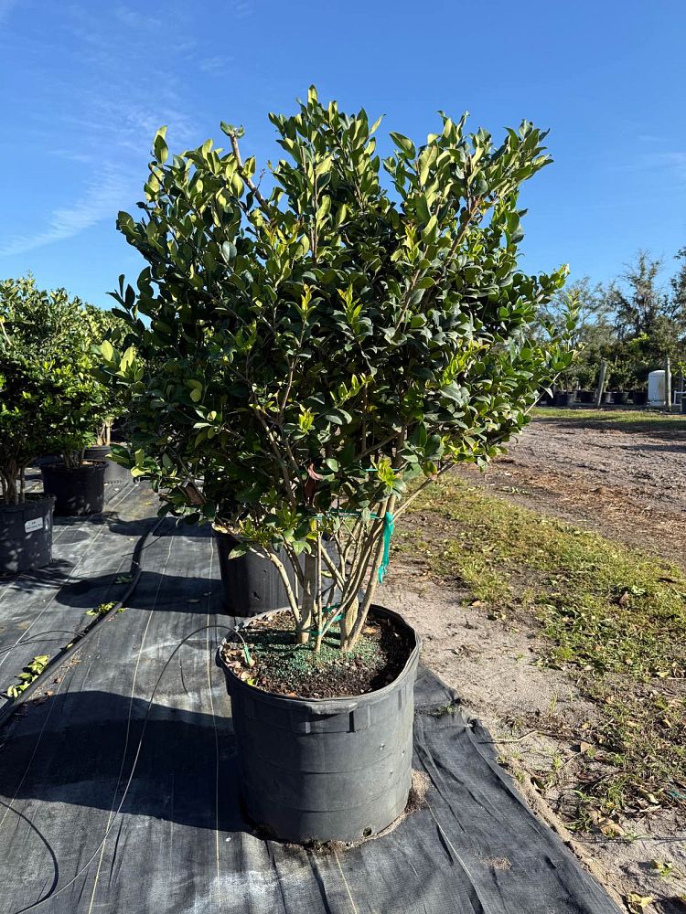 ligustrum-japonicum-japanese-privet-wax-leaf-ligustrum