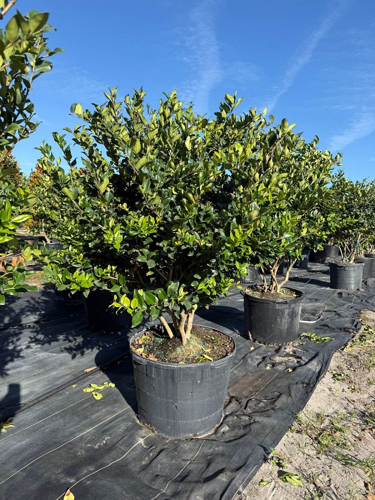 ligustrum-japonicum-japanese-privet-wax-leaf-ligustrum