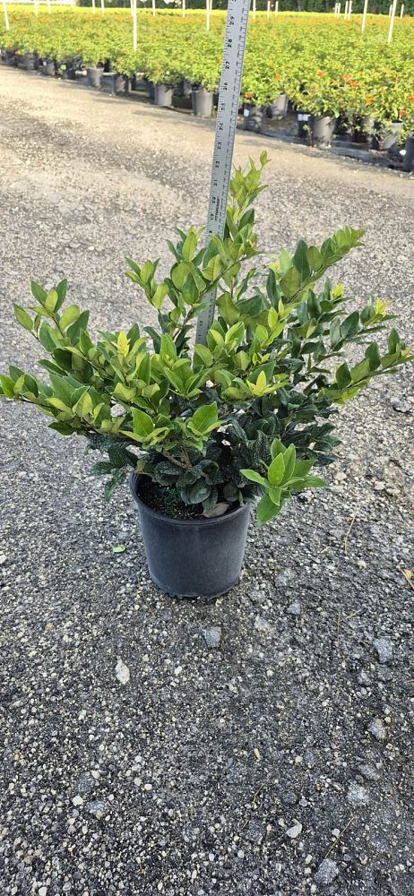ligustrum-japonicum-japanese-privet-wax-leaf-ligustrum