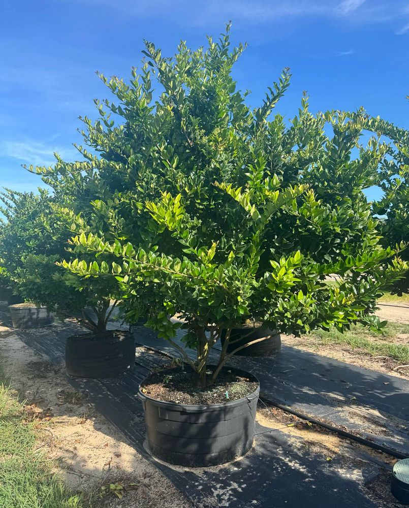 ligustrum-japonicum-japanese-privet-wax-leaf-ligustrum