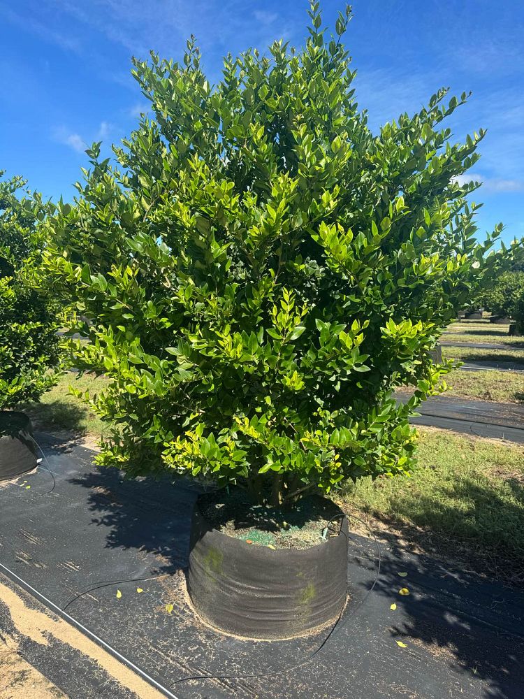 ligustrum-japonicum-japanese-privet-wax-leaf-ligustrum