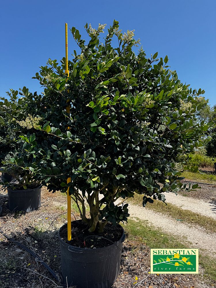 ligustrum-japonicum-japanese-privet-wax-leaf-ligustrum