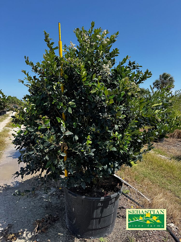ligustrum-japonicum-japanese-privet-wax-leaf-ligustrum