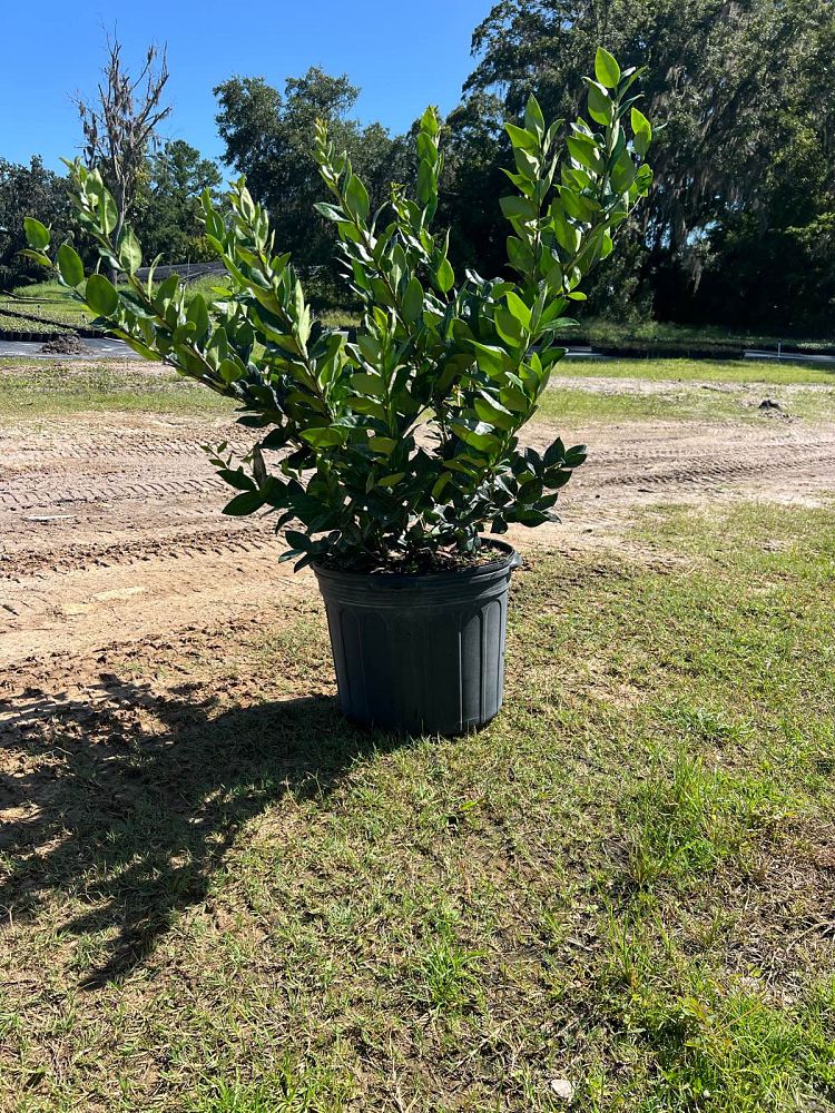ligustrum-japonicum-japanese-privet-wax-leaf-ligustrum