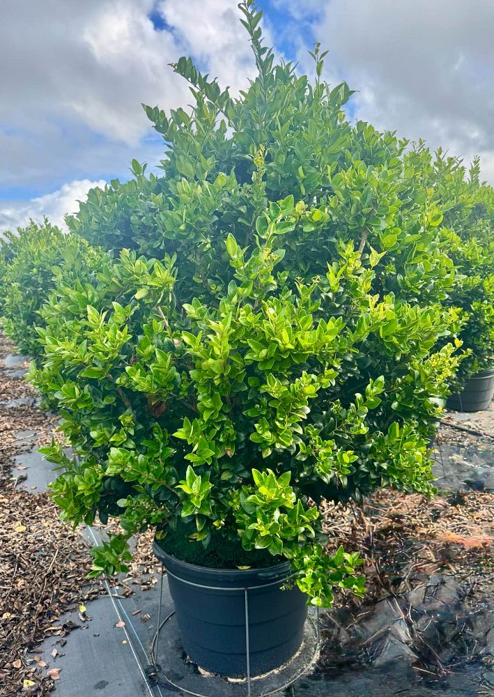 ligustrum-japonicum-japanese-privet-wax-leaf-ligustrum