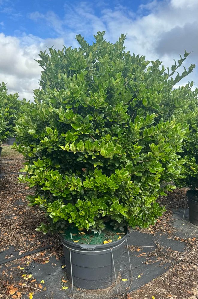 ligustrum-japonicum-japanese-privet-wax-leaf-ligustrum