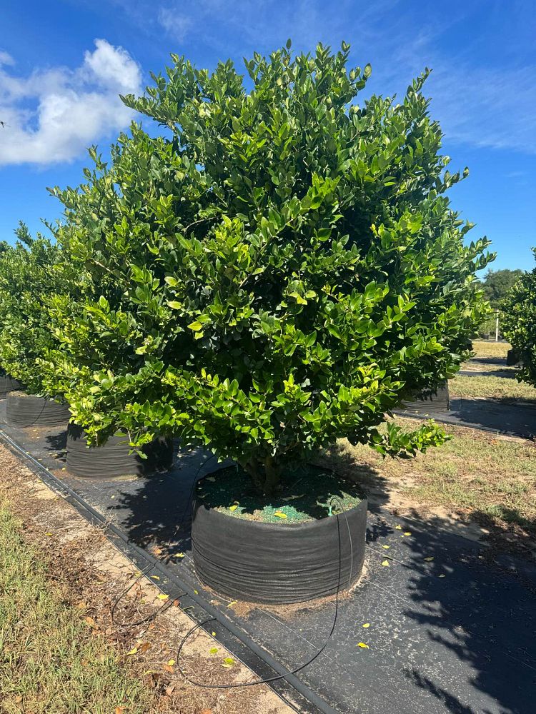 ligustrum-japonicum-japanese-privet-wax-leaf-ligustrum