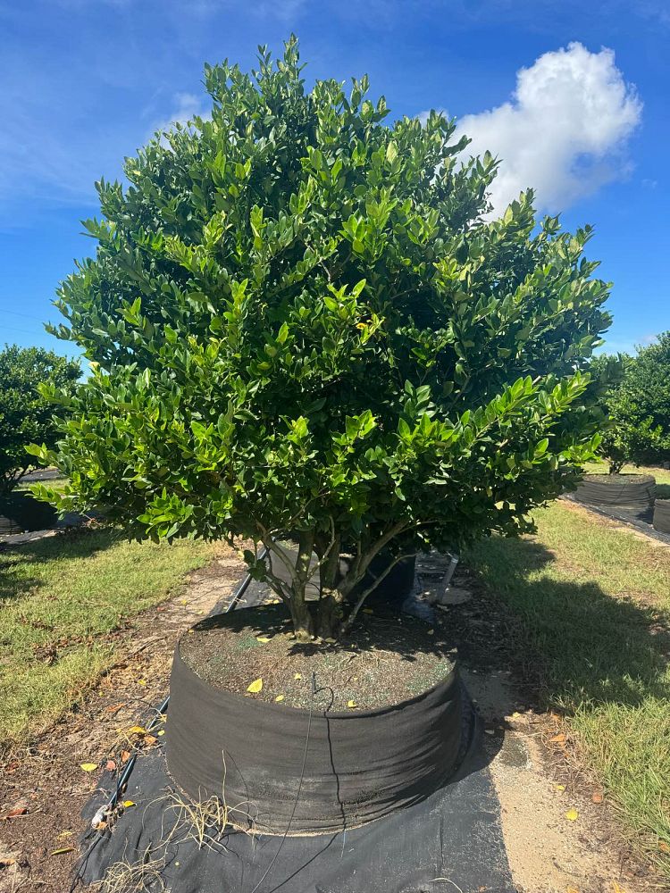 ligustrum-japonicum-japanese-privet-wax-leaf-ligustrum