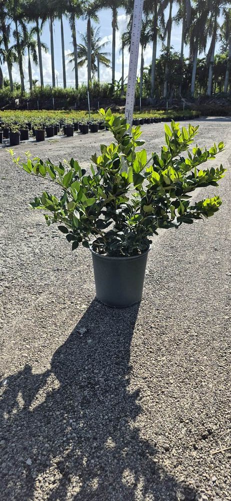 ligustrum-japonicum-japanese-privet-wax-leaf-ligustrum