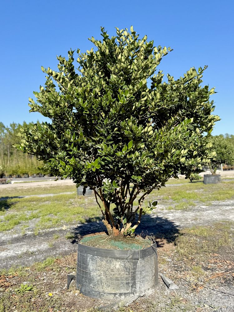 ligustrum-japonicum-japanese-privet-wax-leaf-ligustrum