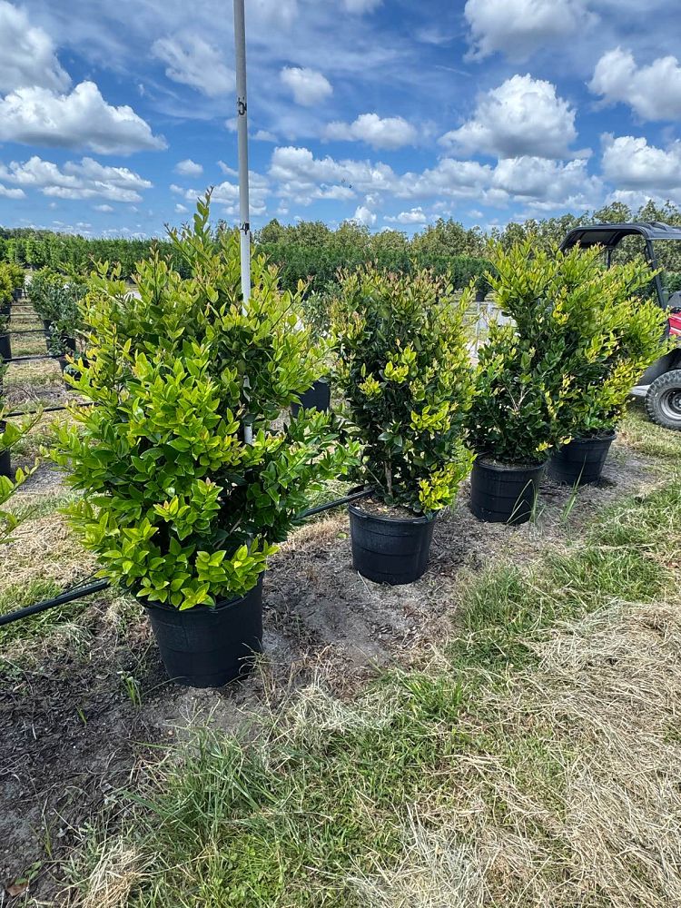 ligustrum-japonicum-japanese-privet-wax-leaf-ligustrum