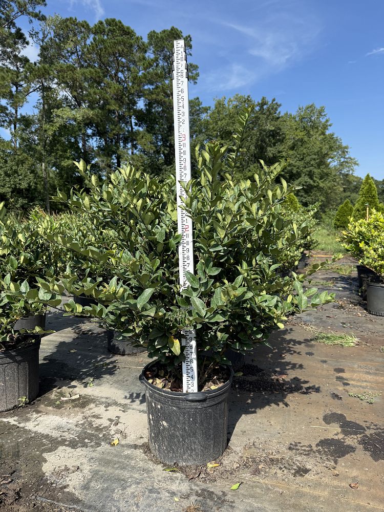ligustrum-japonicum-japanese-privet-wax-leaf-ligustrum