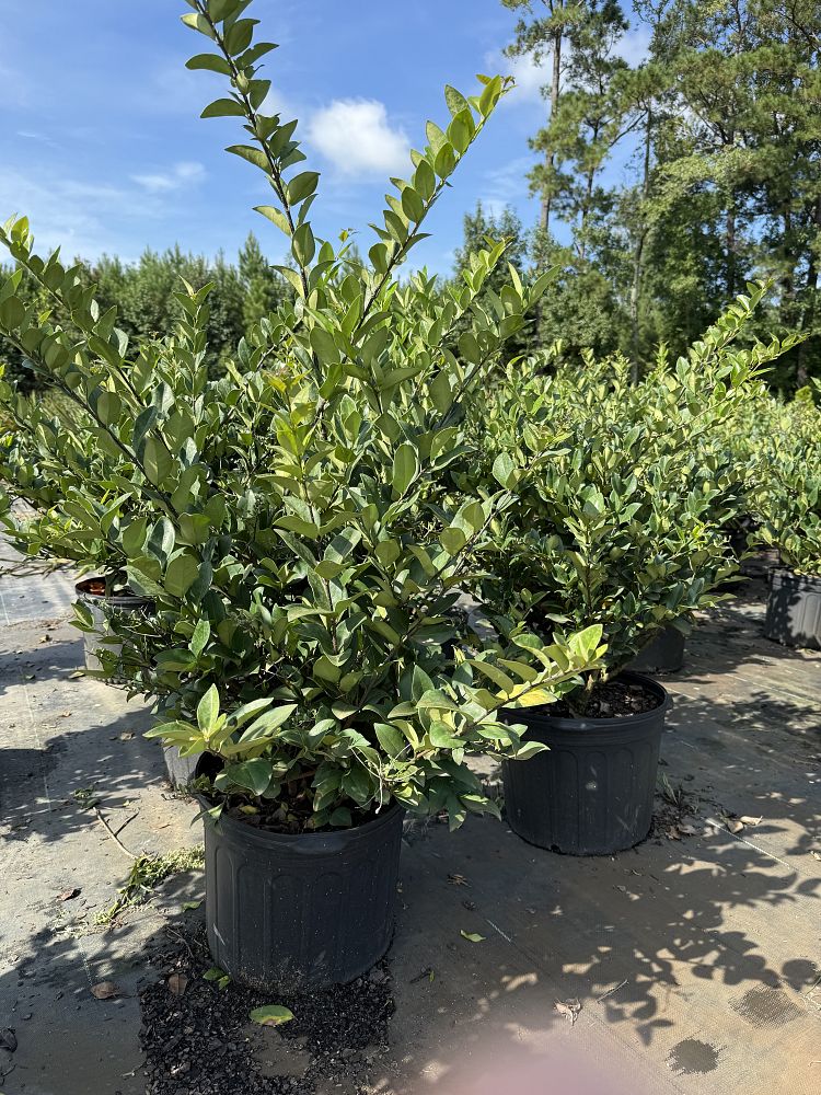 ligustrum-japonicum-japanese-privet-wax-leaf-ligustrum