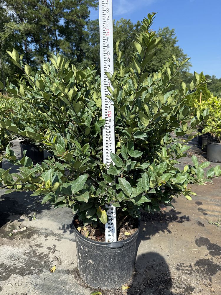 ligustrum-japonicum-japanese-privet-wax-leaf-ligustrum