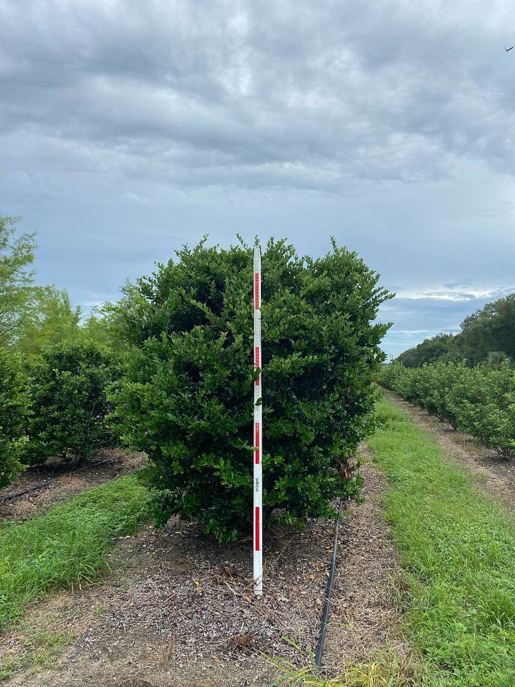 ligustrum-japonicum-japanese-privet-wax-leaf-ligustrum