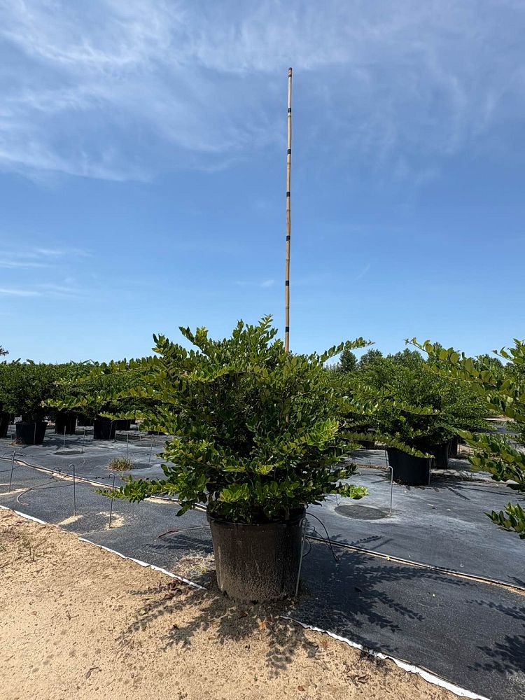 ligustrum-japonicum-japanese-privet-wax-leaf-ligustrum