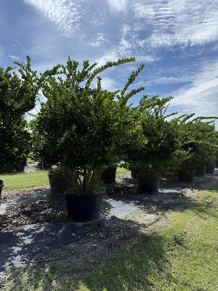 ligustrum-japonicum-japanese-privet-wax-leaf-ligustrum