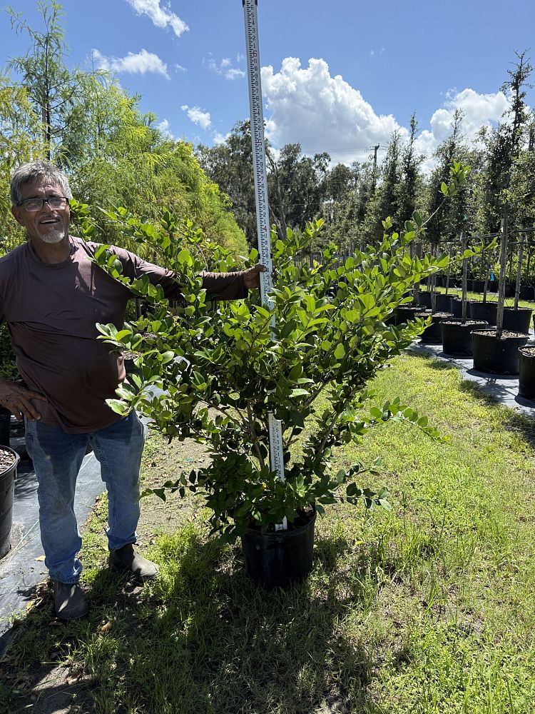 ligustrum-japonicum-japanese-privet-wax-leaf-ligustrum