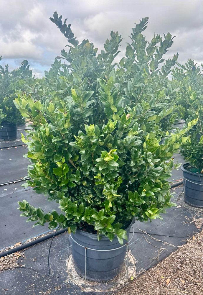 ligustrum-japonicum-japanese-privet-wax-leaf-ligustrum